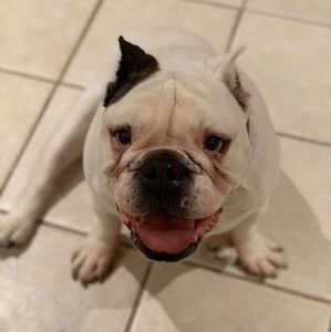 Meet your Posher, Doyle